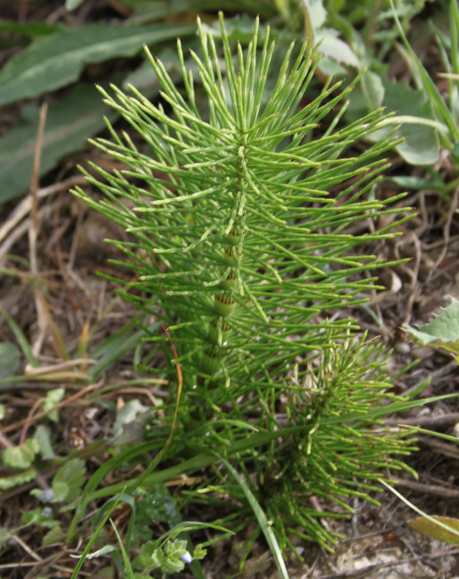 Equisetum telmateja e E. arvense